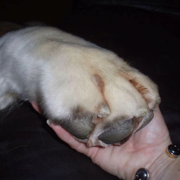 Large St Bernards front left paw in a humans hand