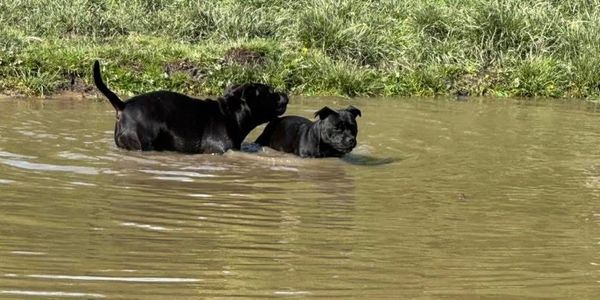 Two black dogs standing in a shallow muddy pond.