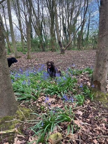 Two dogs in a forest surrounded by blue flowers and trees.