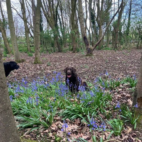 Two dogs in woodland
