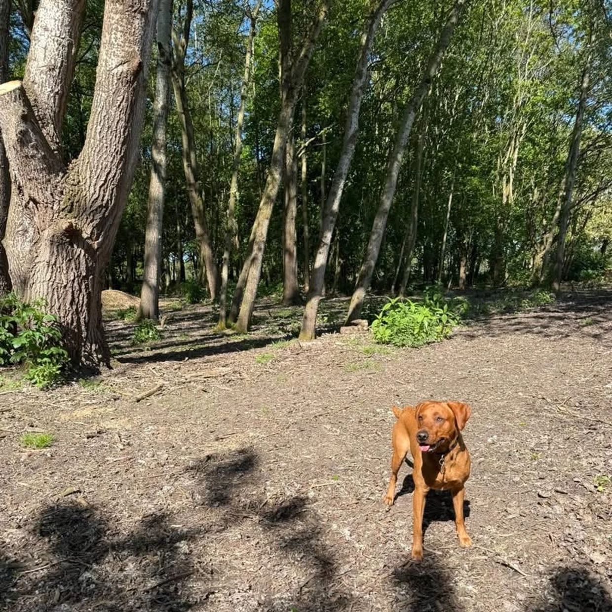 A brown dog standing on a dirt path in a wooded area on a sunny day.