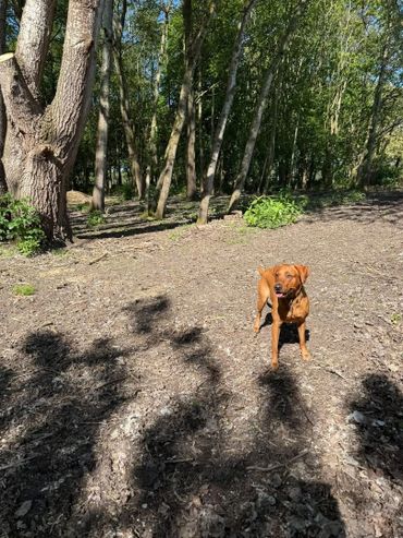 A brown dog standing on a dirt path in a sunlit forest.