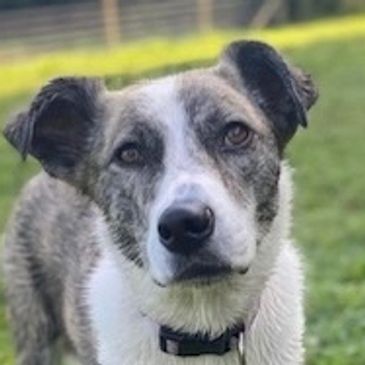 White & grey dog standing in a field looking towards camera