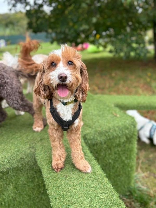 Happy small dog standing on green artificial grass outdoors.
