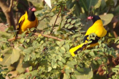 Golden Orioles are regular visitors to our garden!