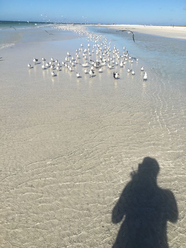 Ali Light takes a photo of seagulls enjoying low tide on Siesta beach