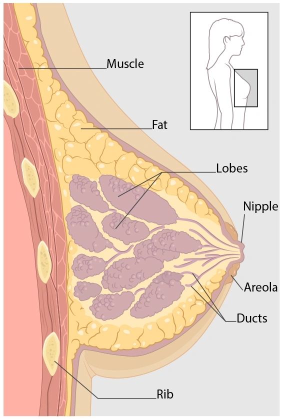 What Does It Mean to Have Dense Breasts? - Thermography