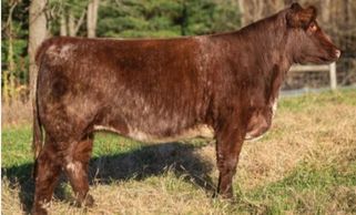 Sire: JSF MCCOY 39Z

Dam: BECKLERS CINDY BEAUTY 7GM05

Purebred Shorthorn- Reg. Number x4284426

