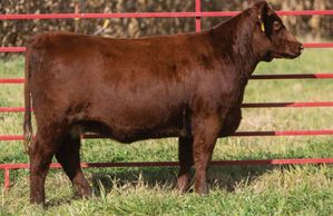 Sire: STUDER’S TALYOR MADE 7Y

Dam: BYLAND ELLEN OBB75

Purebred Shorthorn-Reg.-4290237