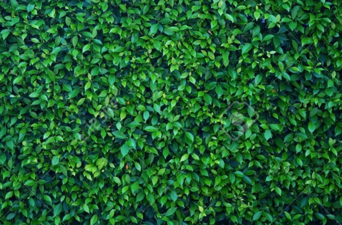 Calming wall of greenery.