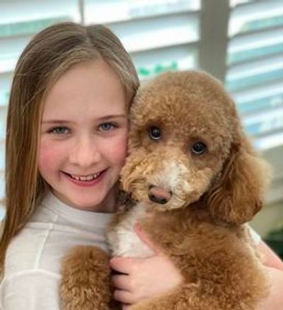 Person wearing a white shirt holding a brown and white curly-haired dog indoors near window blinds.