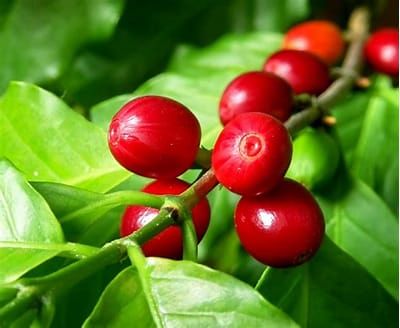 Ripe Coffee Cherries