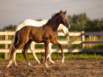 A brown foal and a white horse walking in a fenced paddock.
