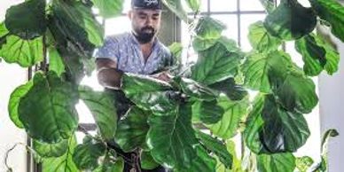 Plant guru, Hilton Carter, surrounded by and tending to his greenery.