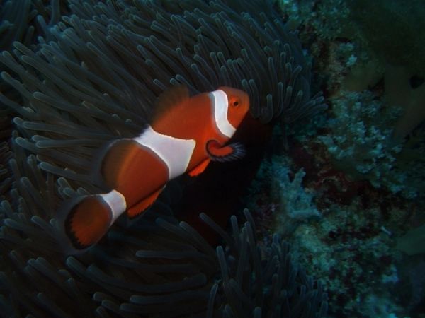 Clownfish Green Island aiwan