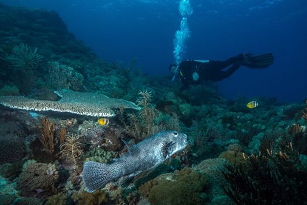 Scuba  Green Island Taiwan Da Ba Sha. Dominik 2015