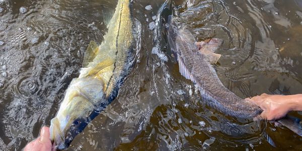 snook and redfish