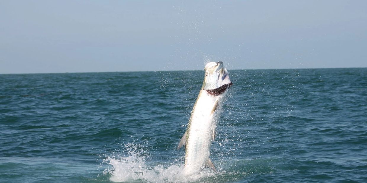 jumping tarpon