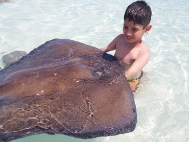 swim with the stingrays at stingray city in the cayman islands