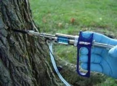 Tree injection 