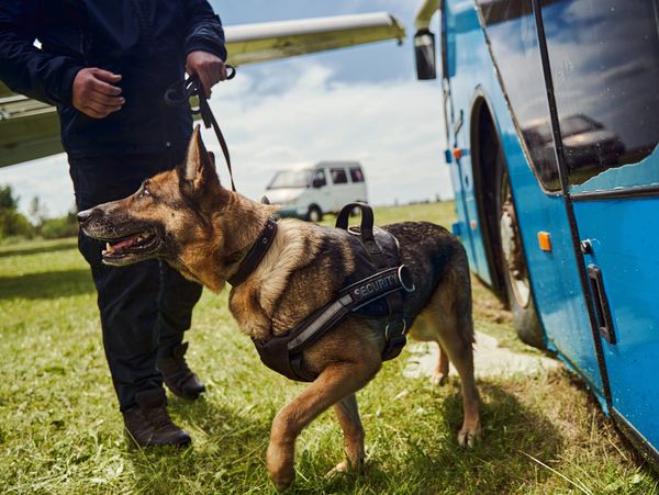 Security officer and dog inspecting territory of aerodrome