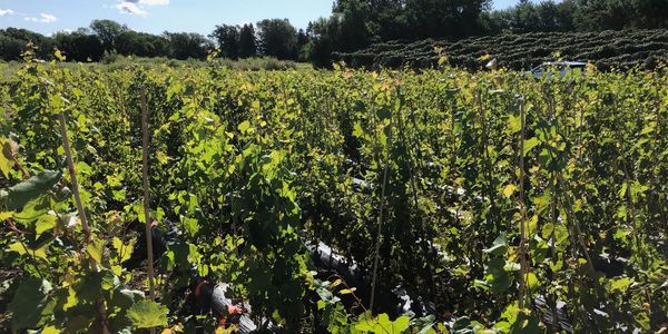 Hemstad Genetics seedling grapevine nursery at Double A Vineyards in Fredonia, New York