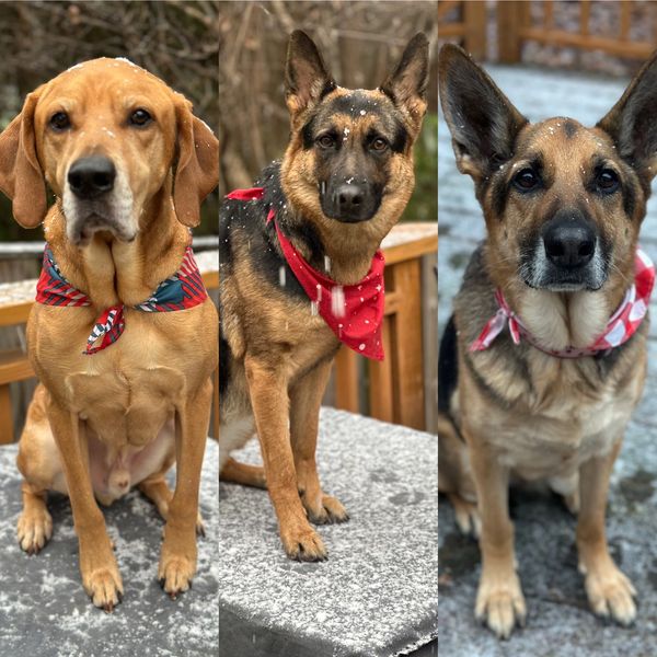 Three dogs wearing red bandanas sitting outside with snowflakes on them.