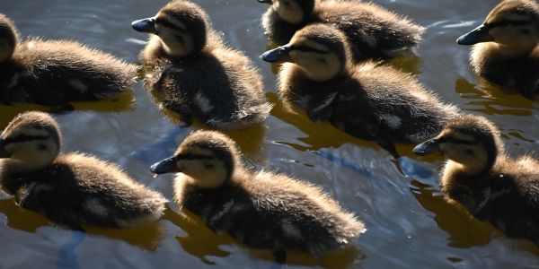 A group of ducklings swimming in water.