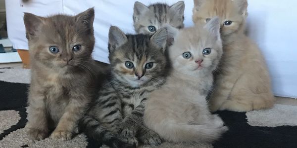 Group of kittens 