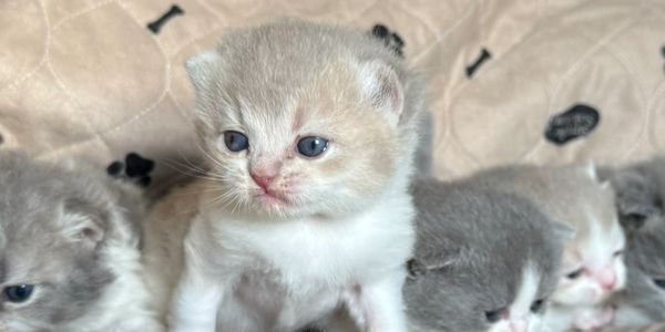 2 week old, kittens 