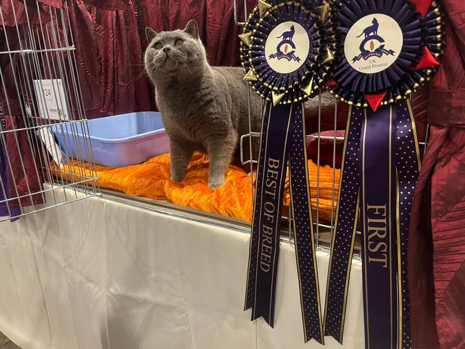 A plush gray cat with amber eyes near 2 award ribbons/rosettes