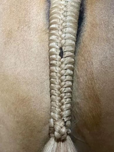 Why You Need to Tightly Secure Your Horse's Braids –