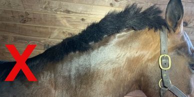 Magnificent Manes (Horse Hair Care, Braids, FAQs) - Horse Rookie