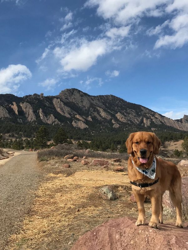 Golden retriever standing on a rock with mountains and blue sky in the background.