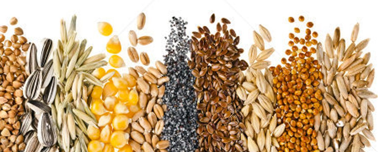 Various types of seeds and grains arranged in rows on a white background.