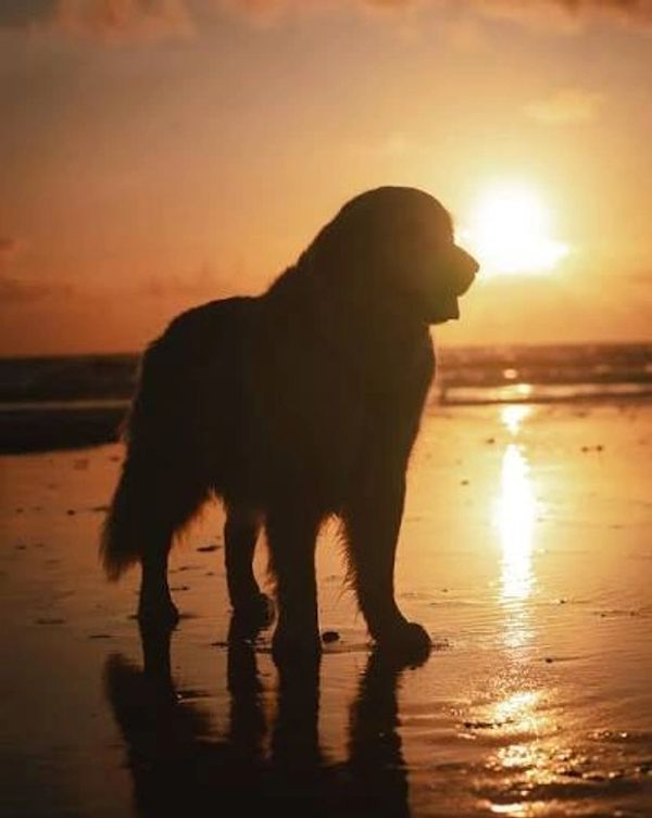 Silhouette of a dog on the beach during sunset.