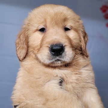 A fluffy golden retriever puppy looking curiously at the camera.