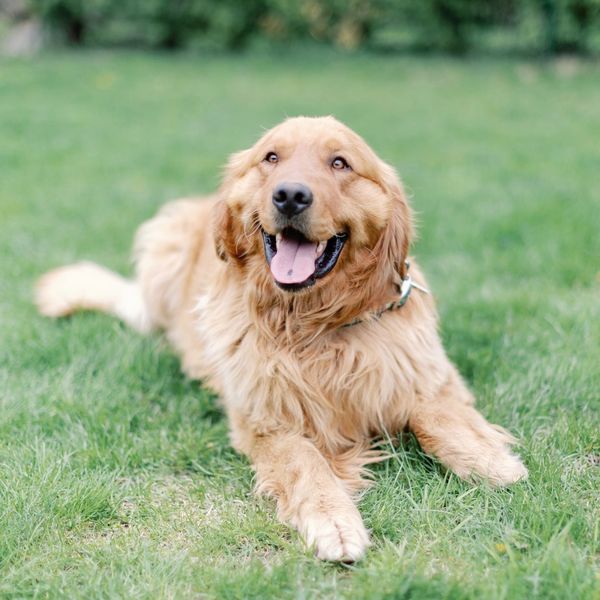 Happy golden retriever lying on green grass with tongue out.
