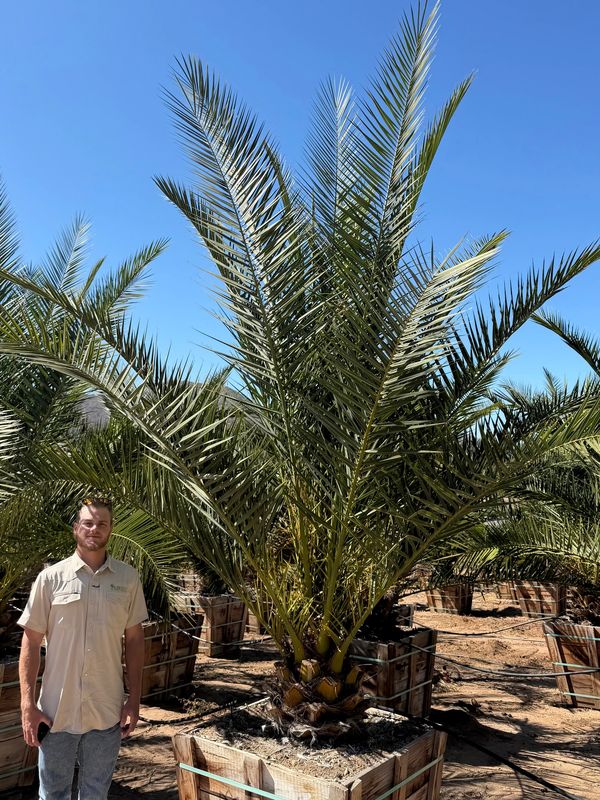 Man standing beside a large palm tree in a planter.