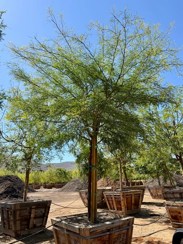 Potted tree in a nursery under clear blue sky.
