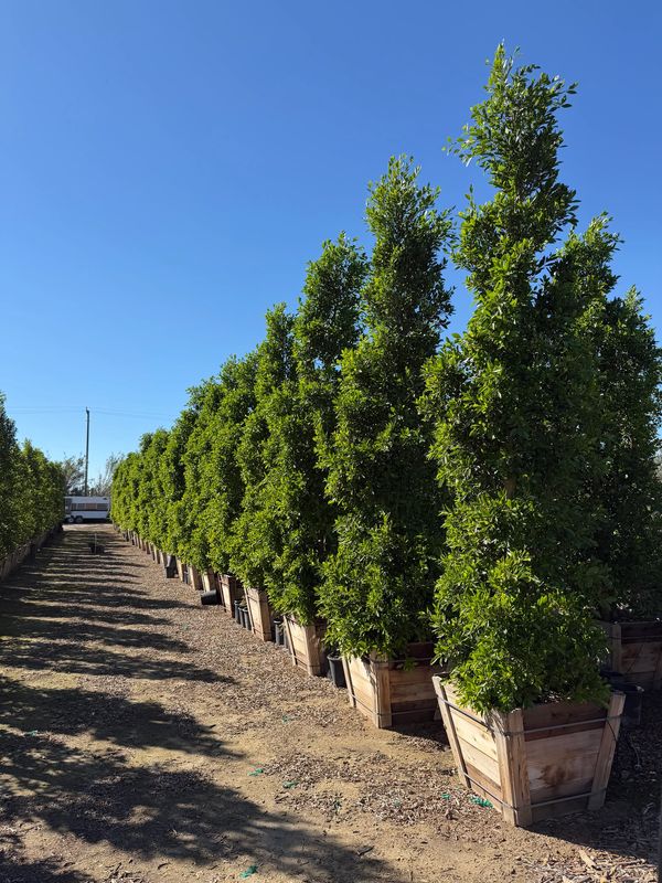 Row of potted tall green trees under a clear blue sky.