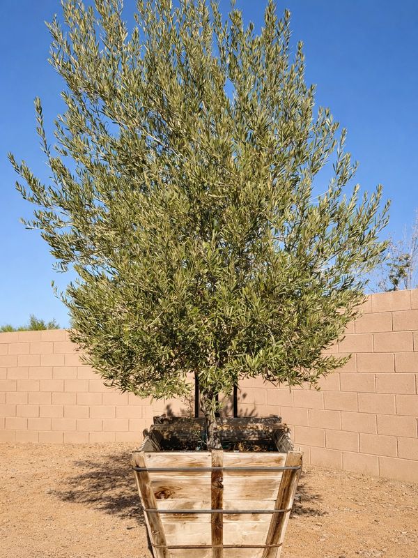 Olive tree planted in a large wooden planter under the clear blue sky.