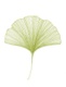 The Ginkgo Group