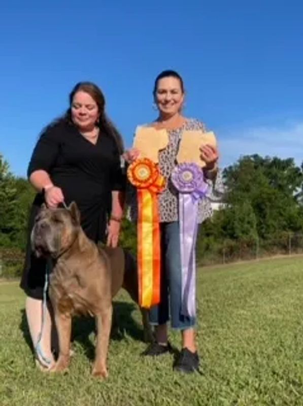 CH Stonecroft's Dolce Pesca di Moonefield (Peach) wins "Best Veteran Bitch" at the National Show, Au