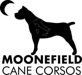 Moonefield Cane Corsos