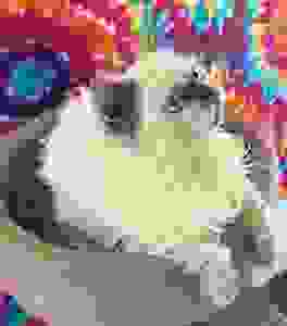 Texas Country Cats - Selkirk Rex Cats, Breeder, Cats