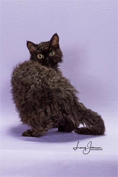 Texas Country Cats - Selkirk Rex Cats, Breeder, Cats