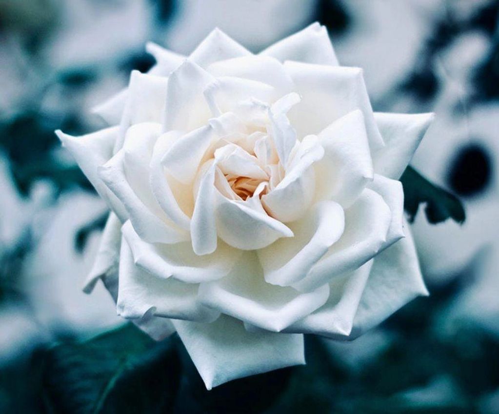 single white rose bloom