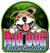 Big Dog Exotic High THC Cannabis Seeds