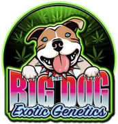 Big Dog Exotic High THC Cannabis Seeds